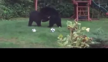 Dos osos se cuelan en un jardín para "jugar al fútbol"