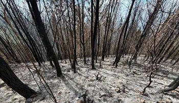 Incendio en Bahoruco arrasa con bosque de pinos sembrado hace 25 años por una familia