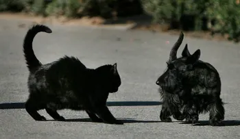 Furia de titanes: Científicos reabren el debate entre los amantes de los perros y los gatos