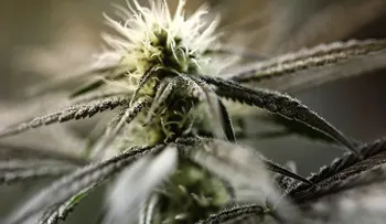 La marihuana podría ser la clave para mejorar la fertilidad de los hombres
