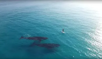 Drone captura el encuentro cercano de 2 ballenas con un hombre que practicaba surf de remo