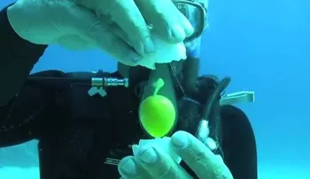 Video: ¿Quieres saber qué pasa al romper un huevo debajo del agua? Mira estoâ?¦