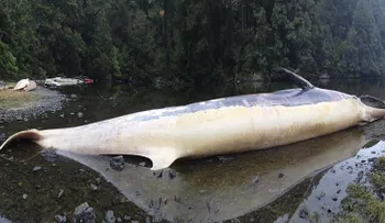 ¿Por qué más de 330 ballenas mueren varadas en las costas de Chile?