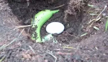 Entierra un plátano y un huevo en el jardín de tu casa. ¡Por DIOS, no te puedes perder el resultado final