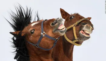 Los caballos pueden tener expresiones faciales igual que los humanos