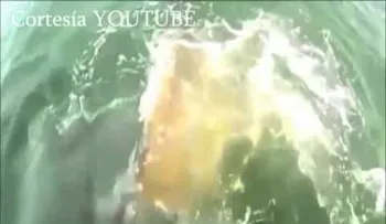 Impactante: Un mero gigante se come un tiburón /(VIDEO)