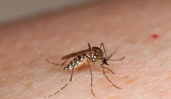 Suman 51 número de muertos por dengue grave en Honduras 