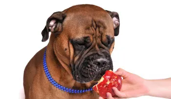 10 alimentos de humanos que es comida saludable para perros