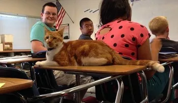 El gato que va todos los días a clase: Conoce la historia