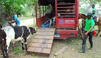 Realizan operativo de retención de animales en Autopista del Nordeste