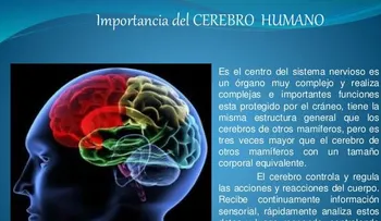 Lo interesante de los cerebros humano