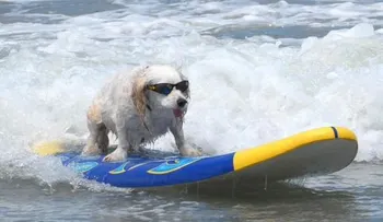 Los perros surfistas invaden como cada año una playa de EE.UU.
