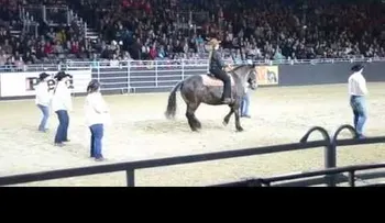 El caballo comienza un baile épico