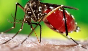 Niños, son la mayoría de afectados por el dengue