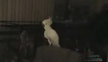 Cacatua baila el chiki chiki (Video)
