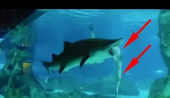 Una hembra tiburón se traga a un macho ante los atónitos visitantes del acuario