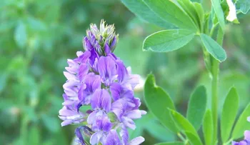 La alfalfa o medicago sativa, baja la fiebre, evita caída del cabello y la anemia; previene la osteoporosis