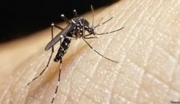 Panamá suma 24 casos de virus zika en mes y medio
