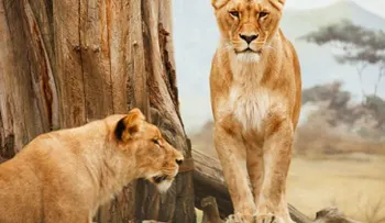 Alquilan casa turí­stica rodeada por más de 70 leones