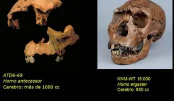 El fósil de un adolescente confirma la existencia del Homo Antecesor