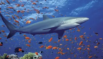 El tiburón no es una máquina sin alma, según descubrimiento 