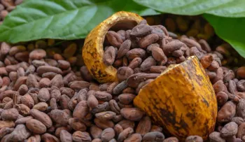 República Dominicana adapta producción de cacao a nuevas exigencias ambientales de la Unión Europea