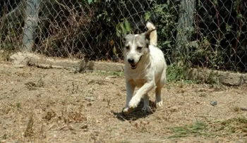 Estos son los actos más grande hacia una mascota: Adoptar, esterilizar y no abandonar 
