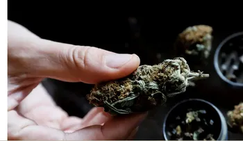Cannabis medicinal llega a España con receta y uso hospitalario