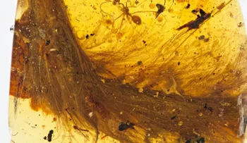 Encuentran la cola de un dinosaurio preservada en ámbar