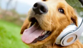 ¿Sabías que los perros recuerdan nuestras acciones y son capaces de imitarlas?