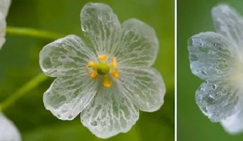 ¡Asombrosa planta!