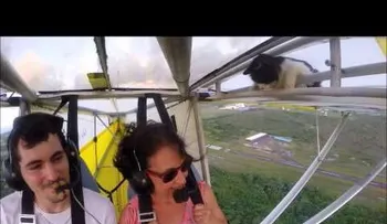 Video de un gato volador causa sensación 
