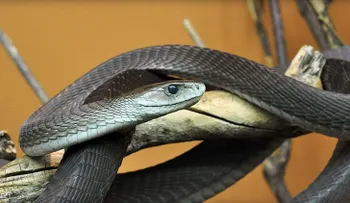 Muere un bloguero ruso que se dejó picar por una mamba negra frente a la cámara 