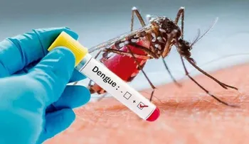 Una noticia alentadora. Una bacteria se convierte en la esperanza de la lucha contra el dengue