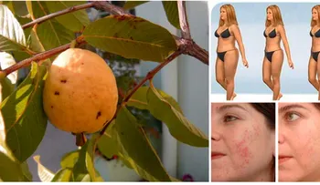 Las hojas de guayabas evitan el mal aliento y combaten la diarrea: ¡Asombroso beneficios!