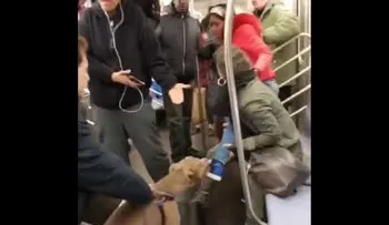 Un pitbull muerde a una mujer en el metro de Nueva York