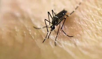 Reportan segundo caso de virus del Zika en Perú
