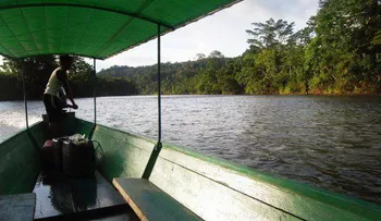 El apetito por el chocolate consume la Amazonía