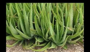 Como hacer Aloe Vera para tomar