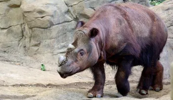 El último rinoceronte de Sumatra en Estados Unidos busca pareja