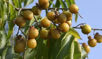 Conoce el nombre de la nuez que funciona mejor que los detergentes comunes             
