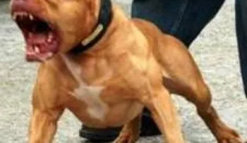 Cómo reducir la posibilidad de ser mordido por un perro 