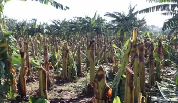 Tornado y lluvias azotan plantaciones de banano y plátano en Valverde