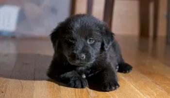 Cómo sobrevivir a los primeros días con tu cachorro