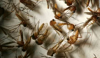 Hawai se declara en emergencia por casos de fiebre de dengue