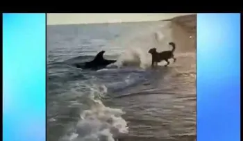 El juego entre un perro y un delfín que hace "olvidar" la pandemia 