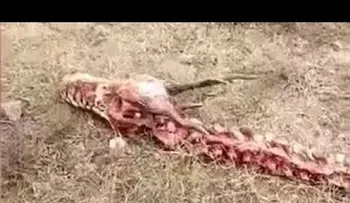 Encuentran en China un esqueleto de un "dragón" de 18 metros