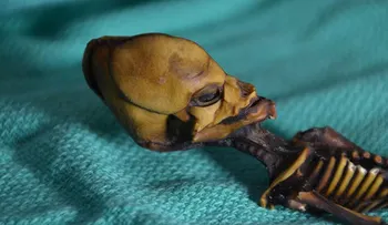 Los científicos chilenos denunciaron que el esqueleto minúsculo de Atacama fue contrabandeado ilegalmente