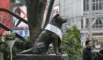 Perro boliviano aún llora su amo en el lugar donde murió hace 5 añosâ?¦