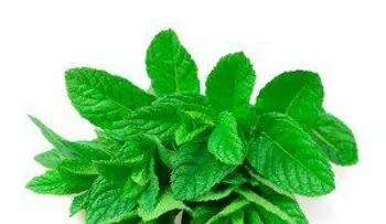 Los beneficios de la menta que no sabías: Afrodisíacas, para el mal aliento, migrañas, dolor de garganta, hemorroides...